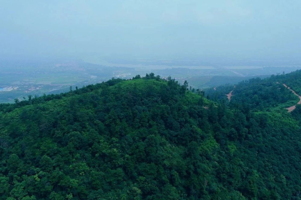 临澧县松材线虫防治